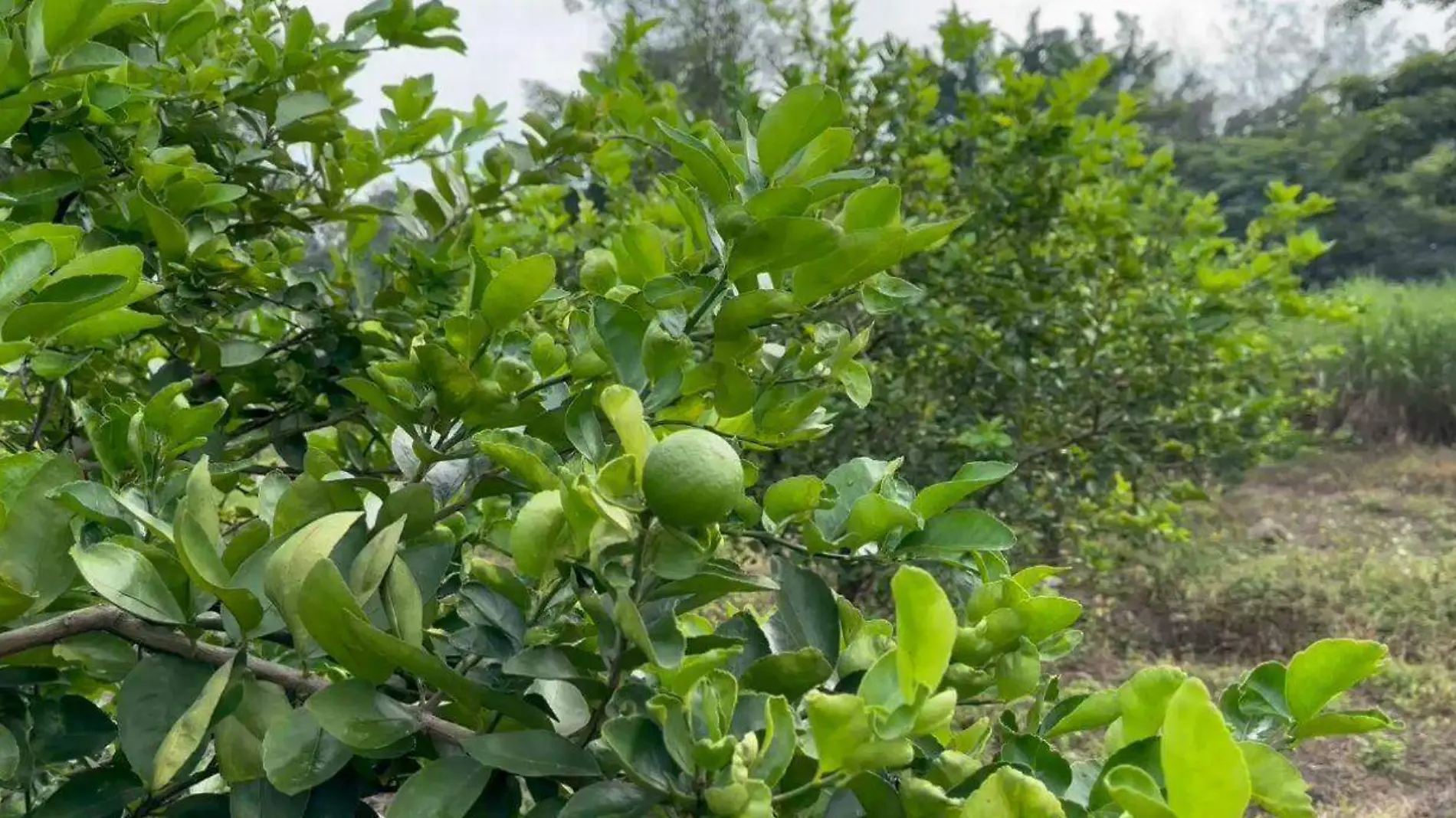 produtores de limón